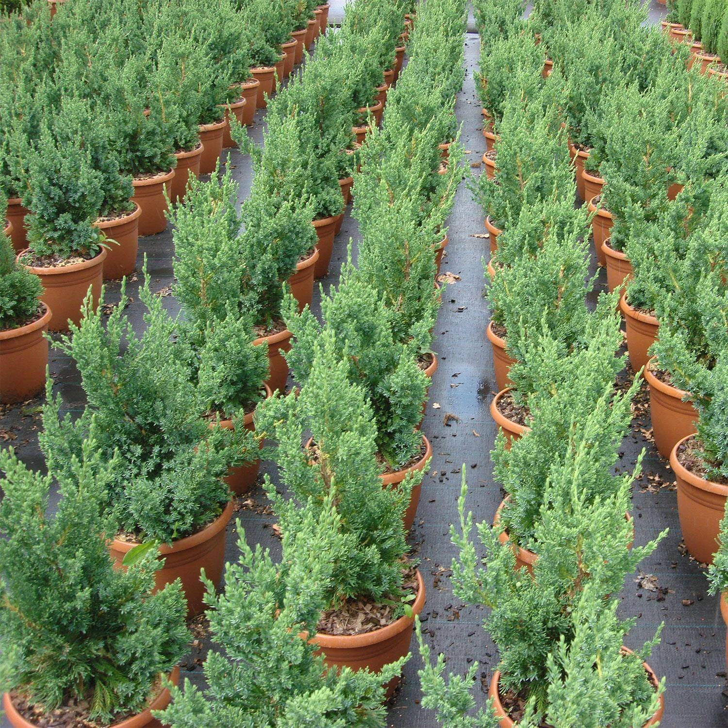 Juniperus Chinensis 'Robusta Green' - Image 2
