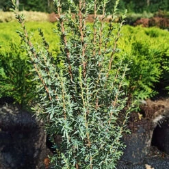 Juniperus Communis 'Arnold'
