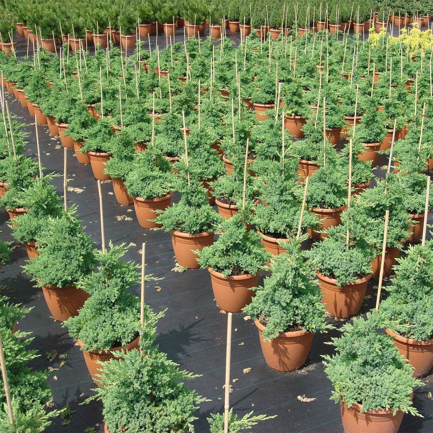 Juniperus Procumbens 'Nana' - Image 2