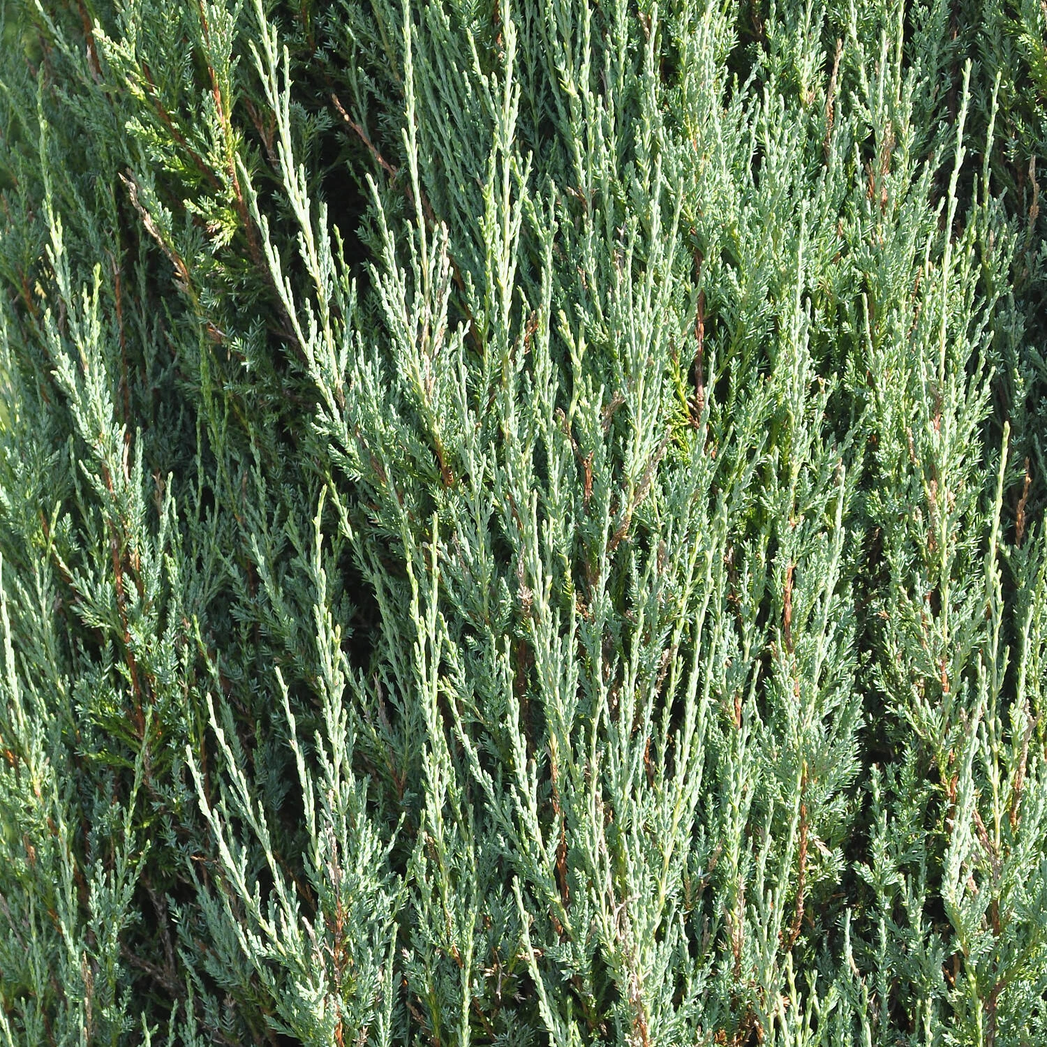Juniperus Scopulorum 'Blue Arrow' - Image 2