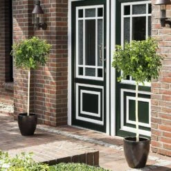 Betula Pendula 'Magical Globe'