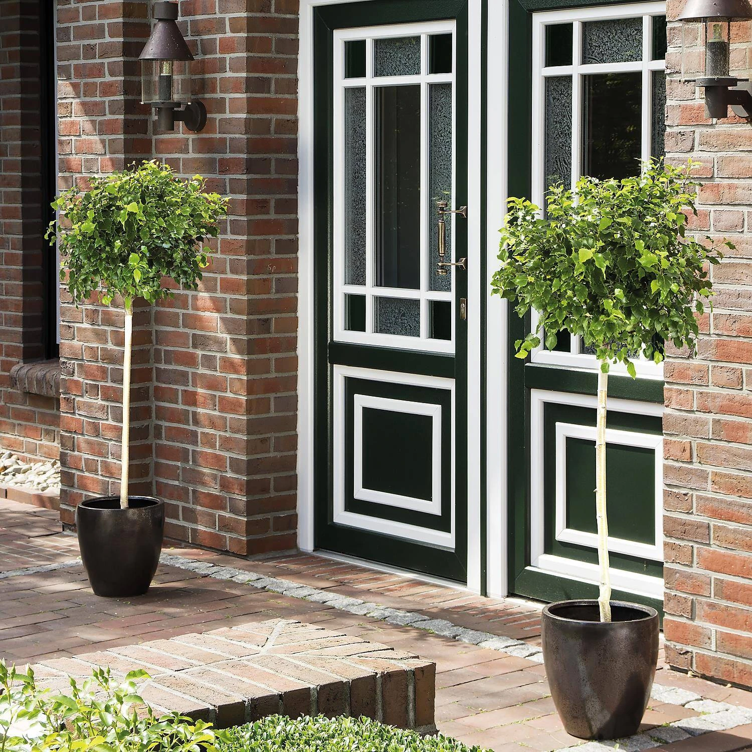 Betula Pendula 'Magical Globe'