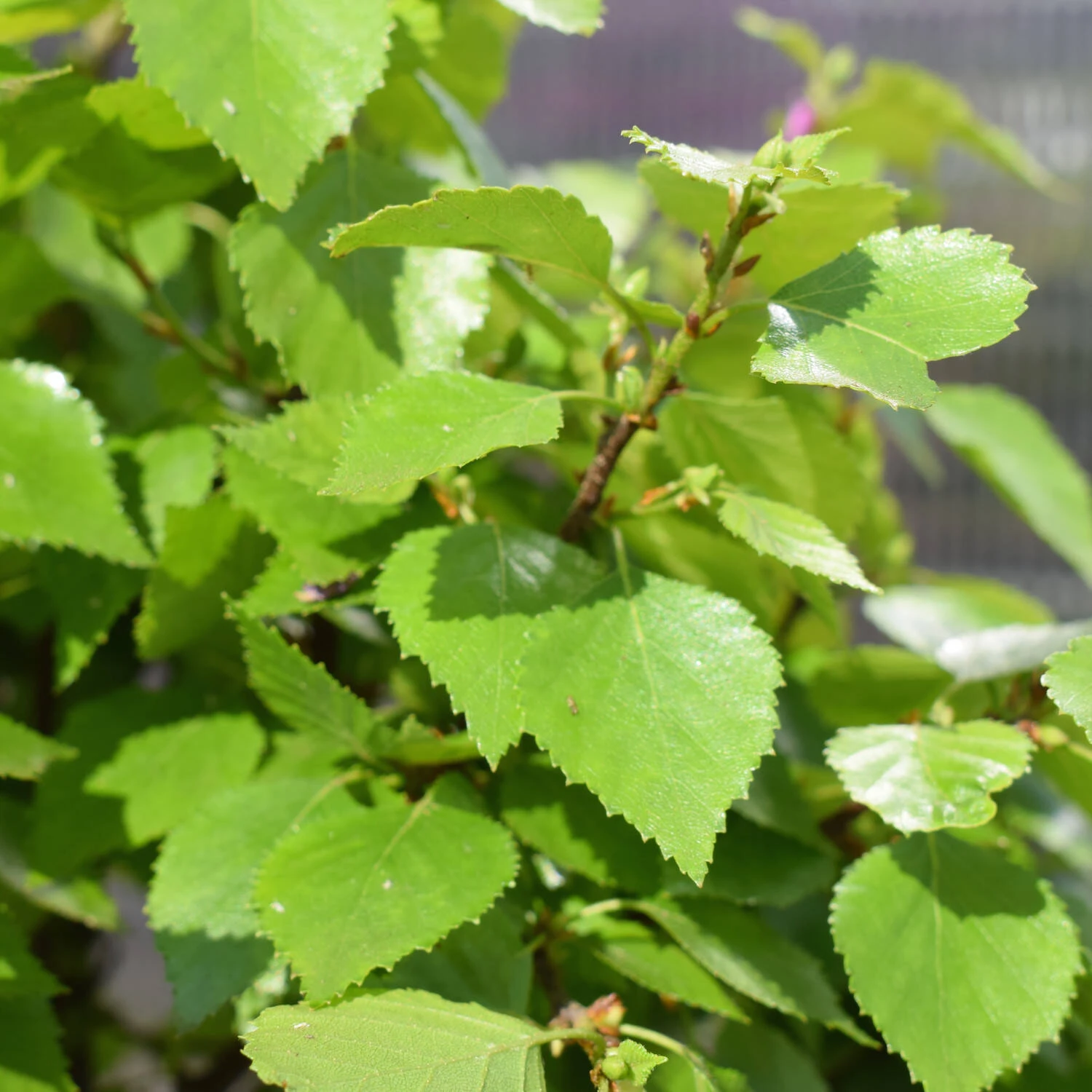 Betula Pendula 'Magical Globe' - Image 4