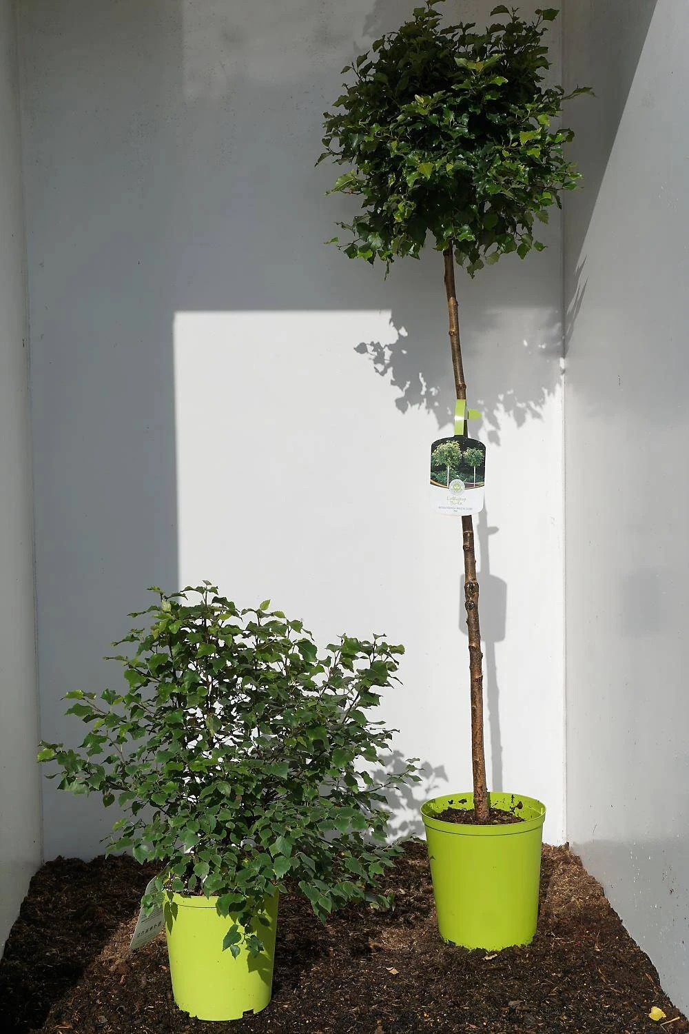 Betula Pendula 'Magical Globe' - Image 6