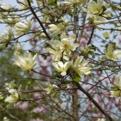 Magnolia 'Goldstar'