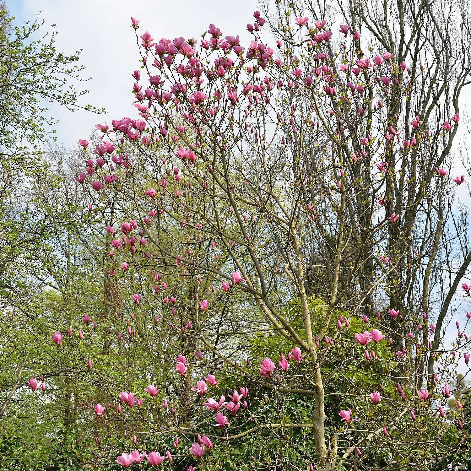 Magnolia Sprengeri 'Galaxy' - Image 2