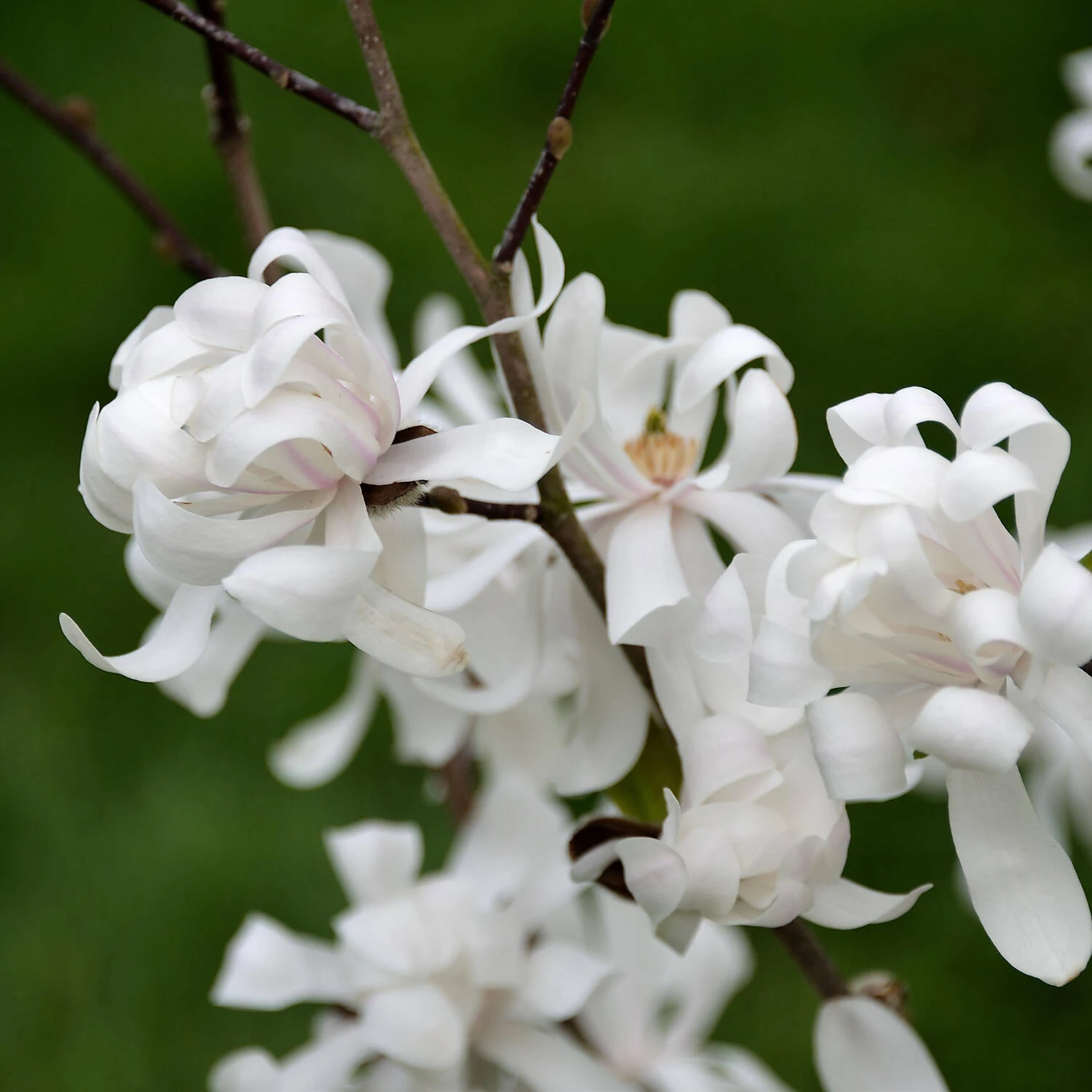 Magnolia Stellata 'Waterlily' - Image 2
