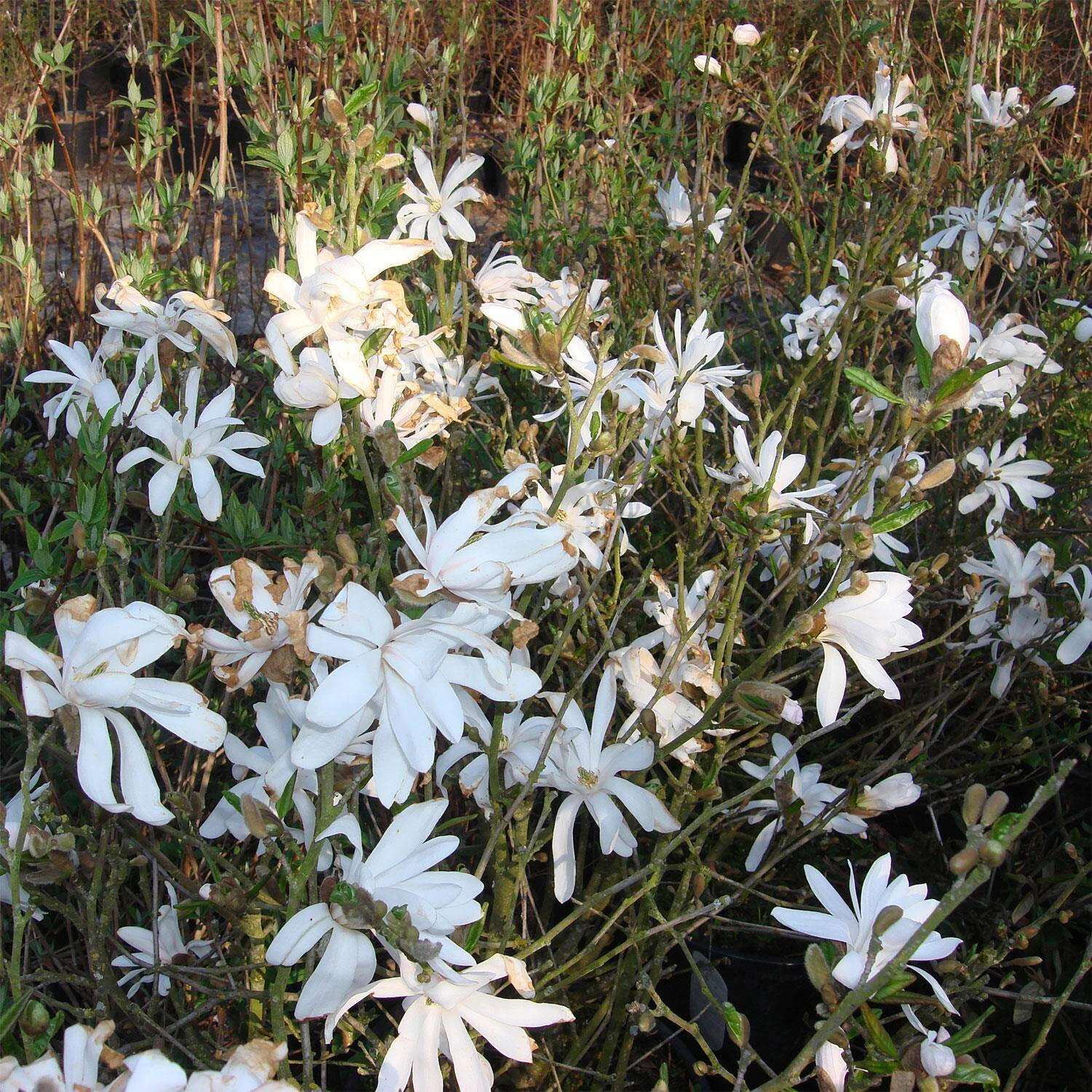 Magnolia Stellata - Image 2