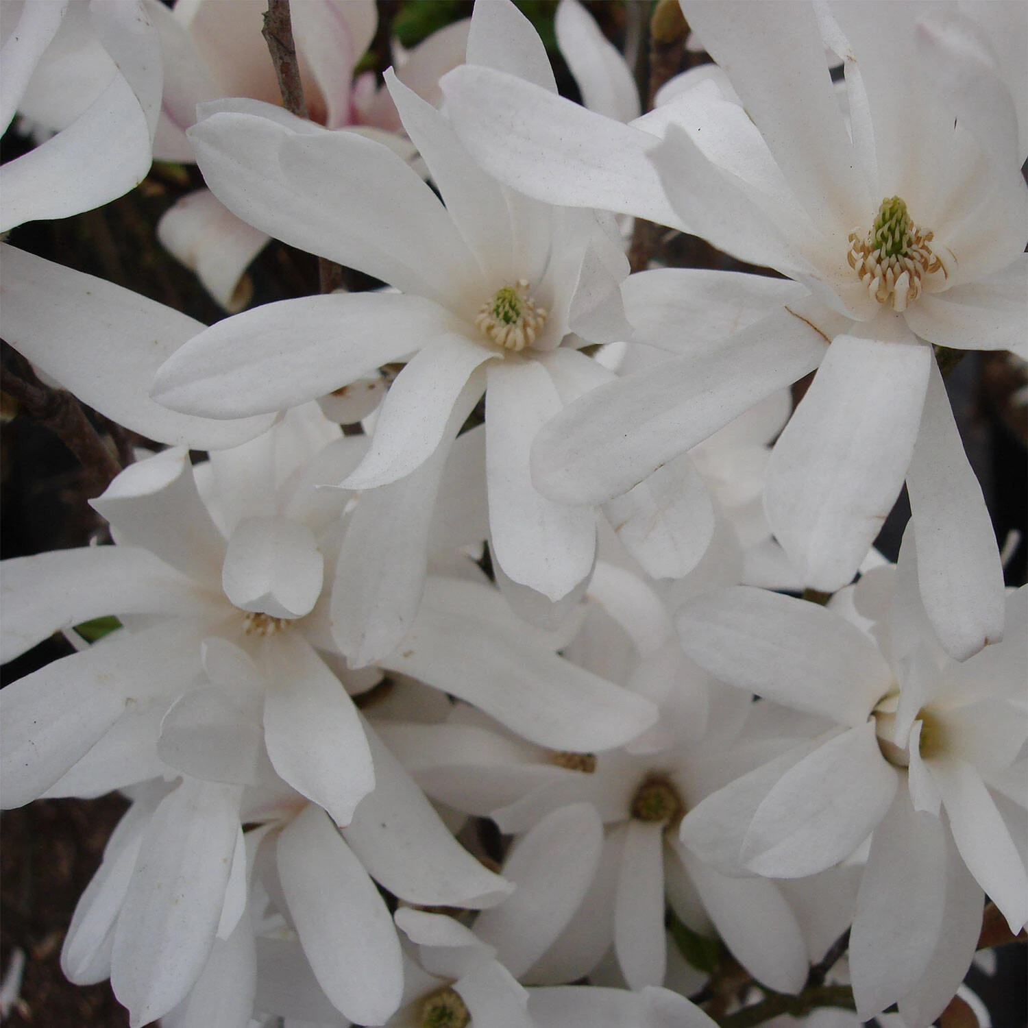 Magnolia Stellata - Image 3