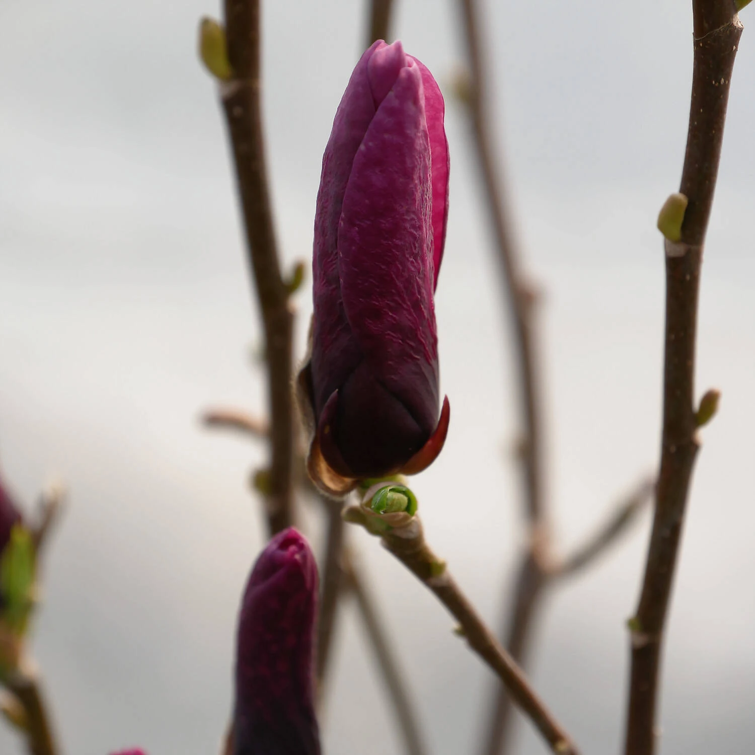 Magnolia 'Oriental Night' - Image 2