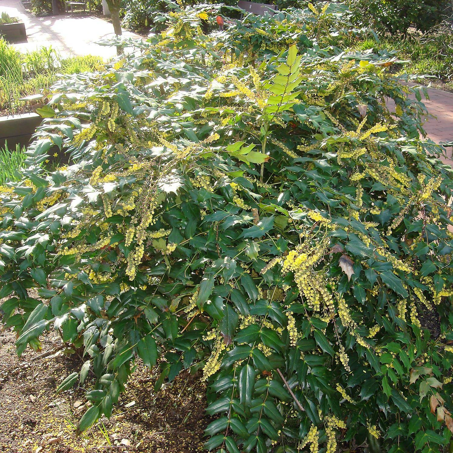 Mahonia Media 'Winter Sun'
