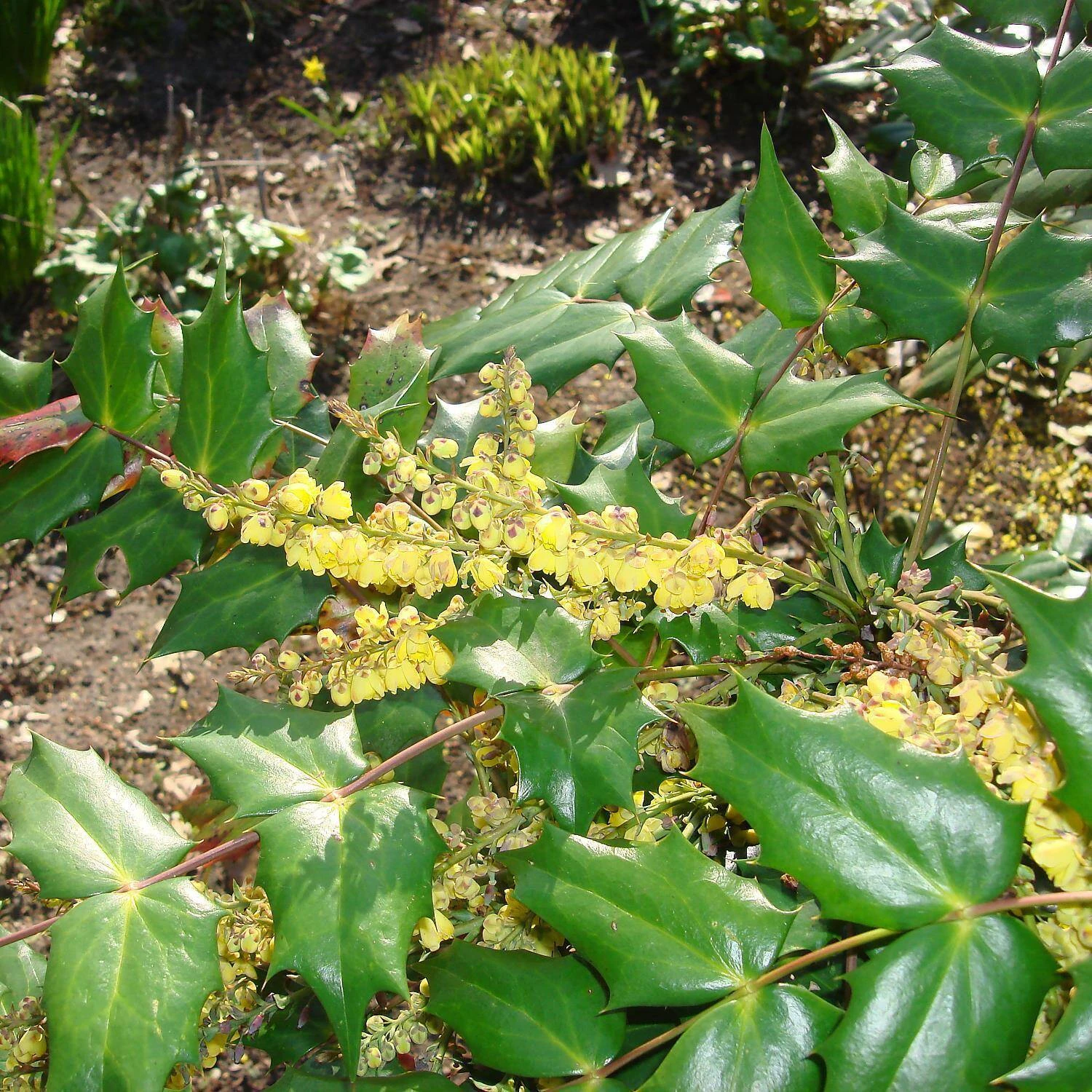 Mahonia Media 'Winter Sun' - Image 2