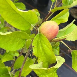 Malus Domestica 'Alkmene'