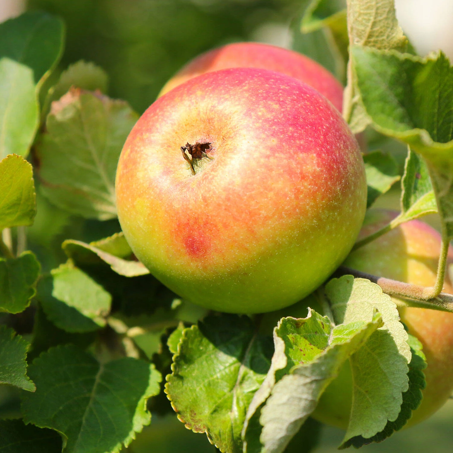 Malus Domestica 'Alkmene' - Image 2