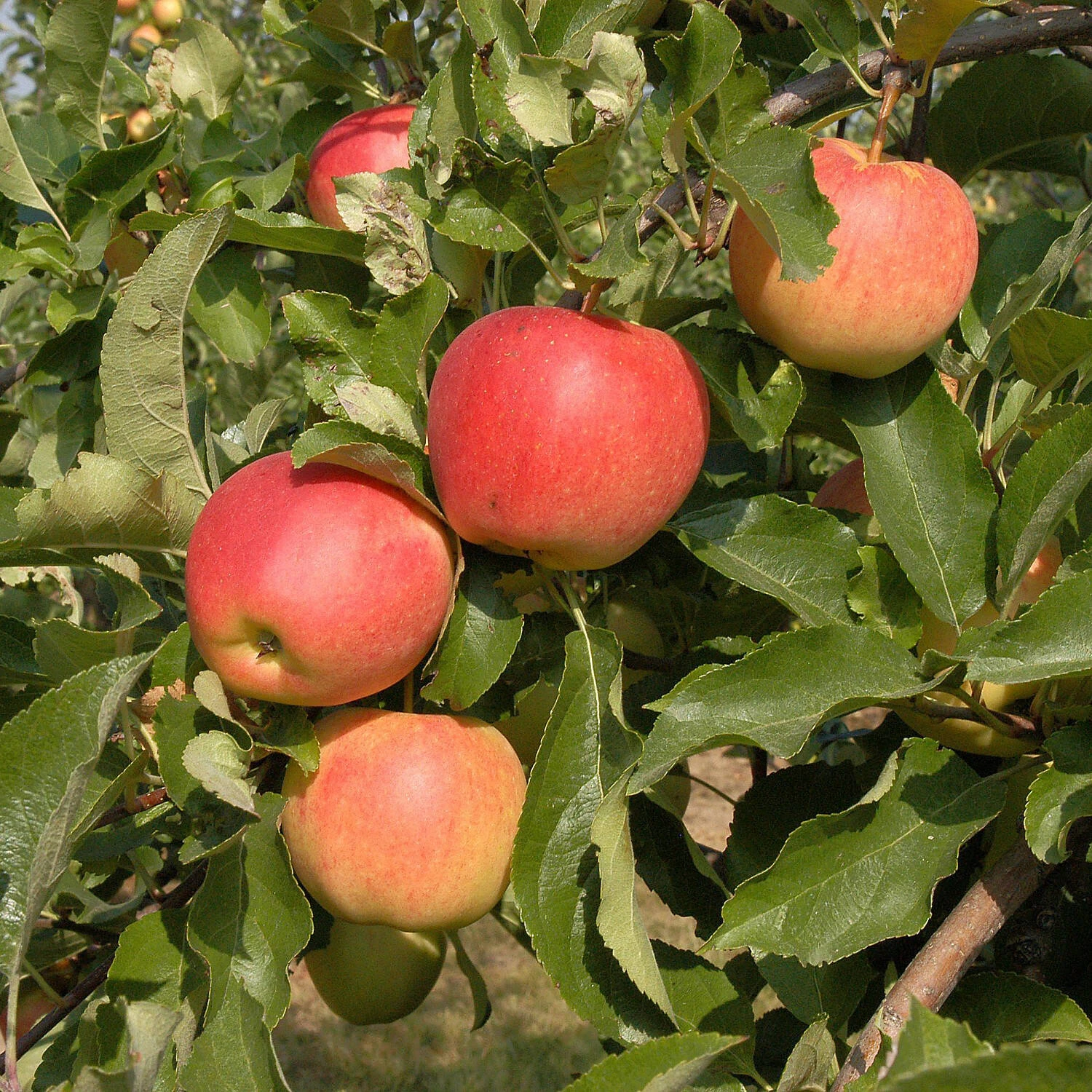Malus Domestica 'Gala' - Image 2