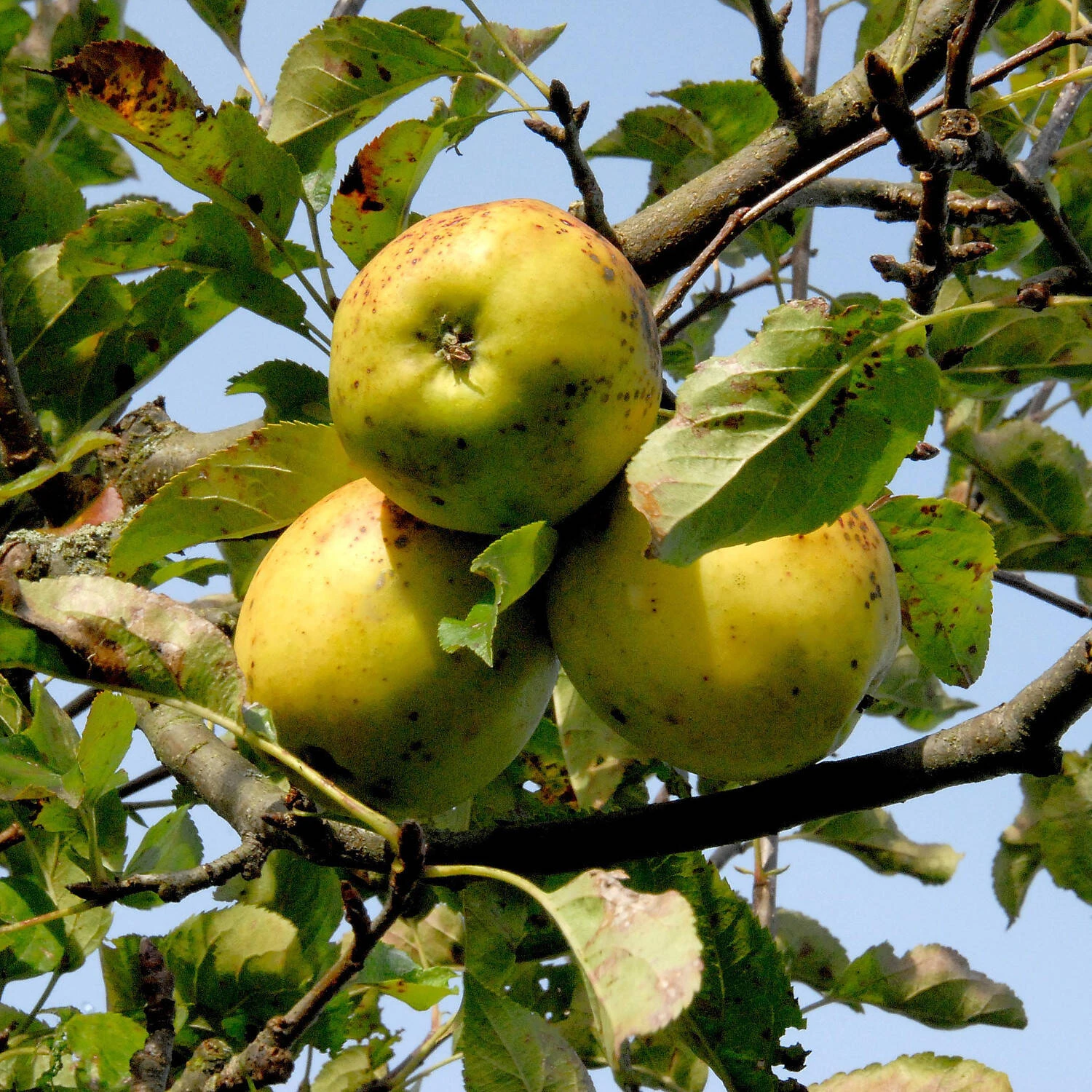 Malus Domestica 'Golden Delicious'
