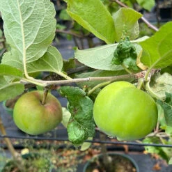 Malus Domestica 'Gravensteiner'