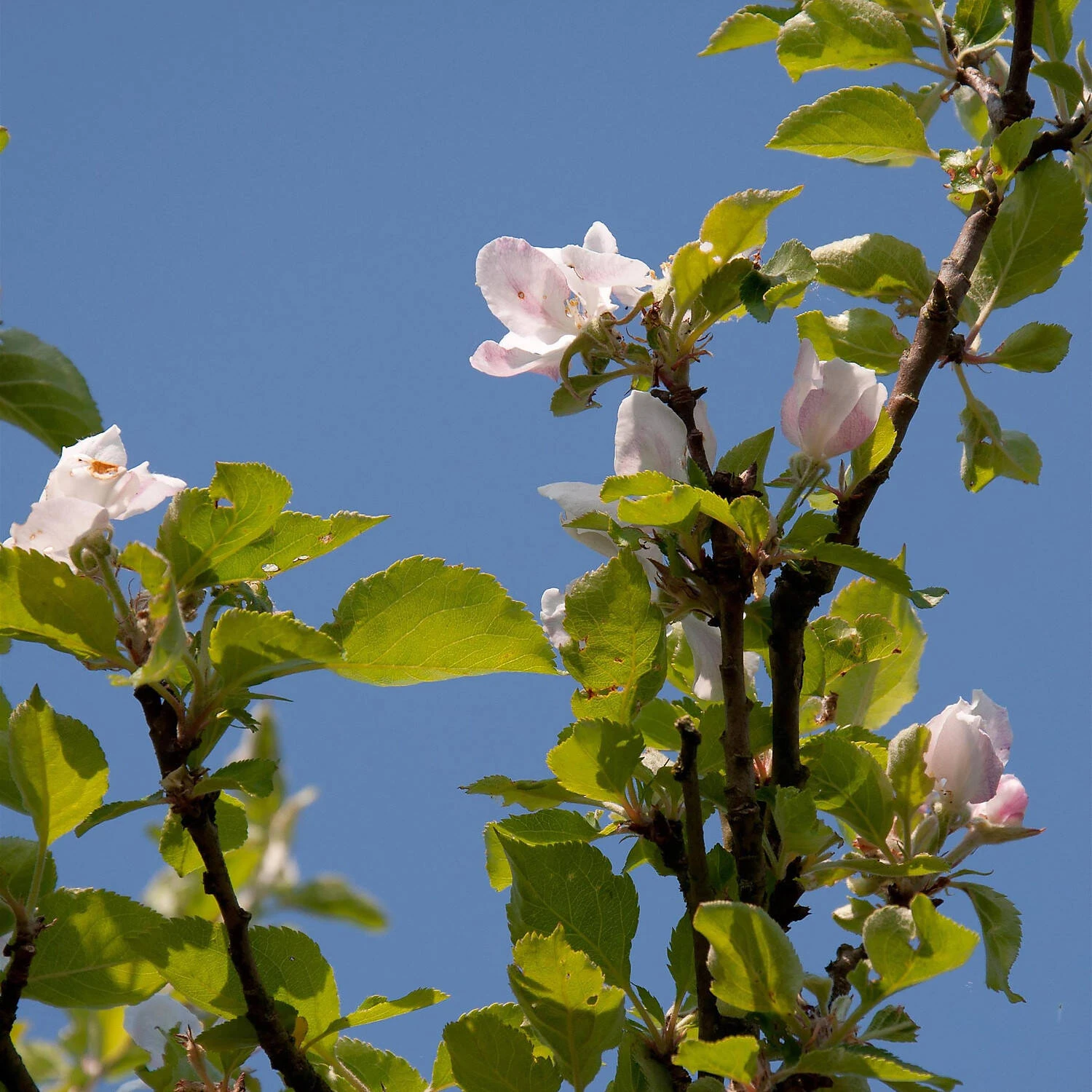 Malus Domestica 'Holsteiner Cox'