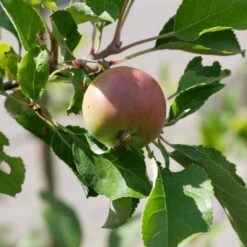Malus Domestica 'James Grieve'