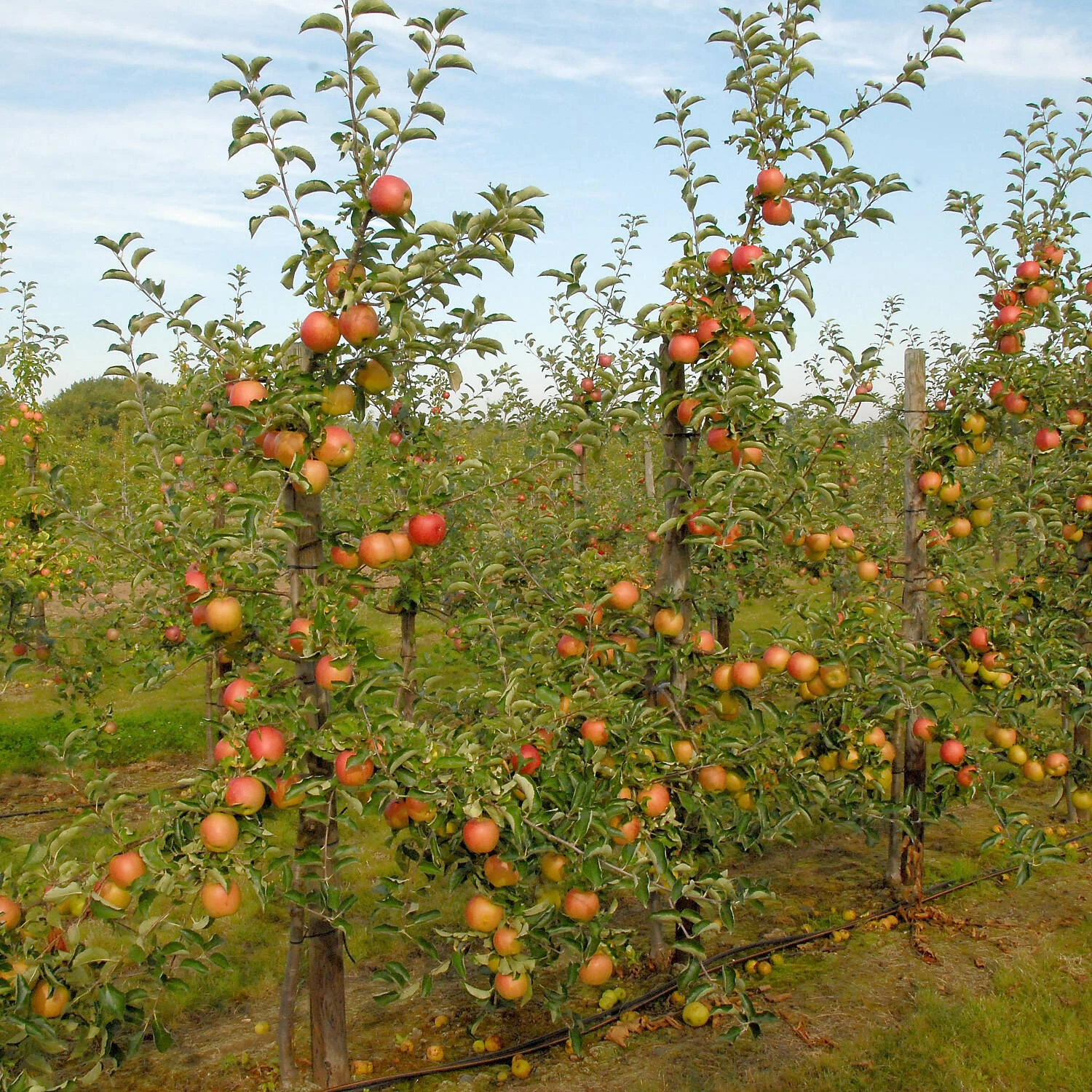 Malus Domestica 'Jonagold' - Image 2