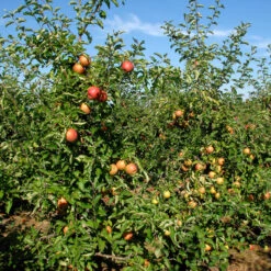 Malus Domestica 'Jonagored'