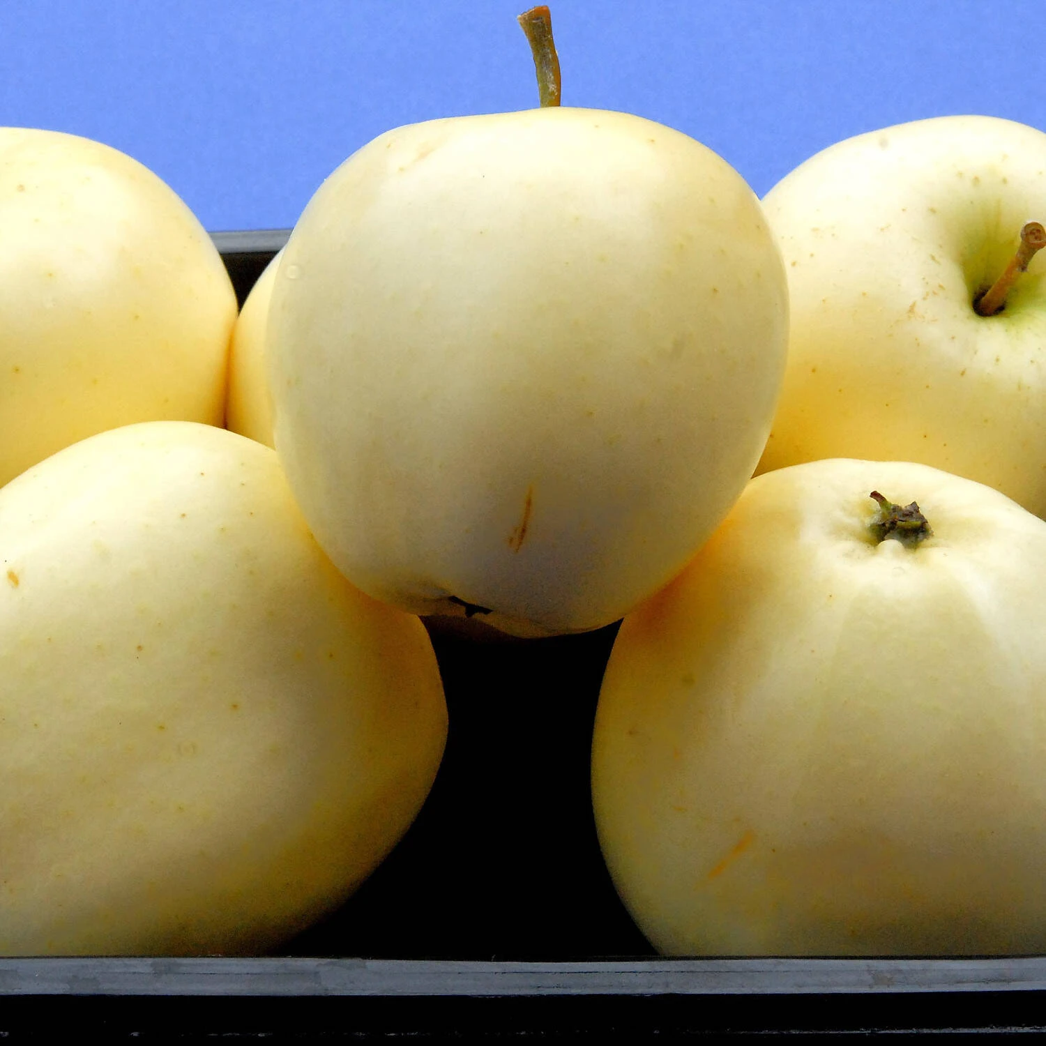 Malus Domestica 'Klarapfel' - Image 2