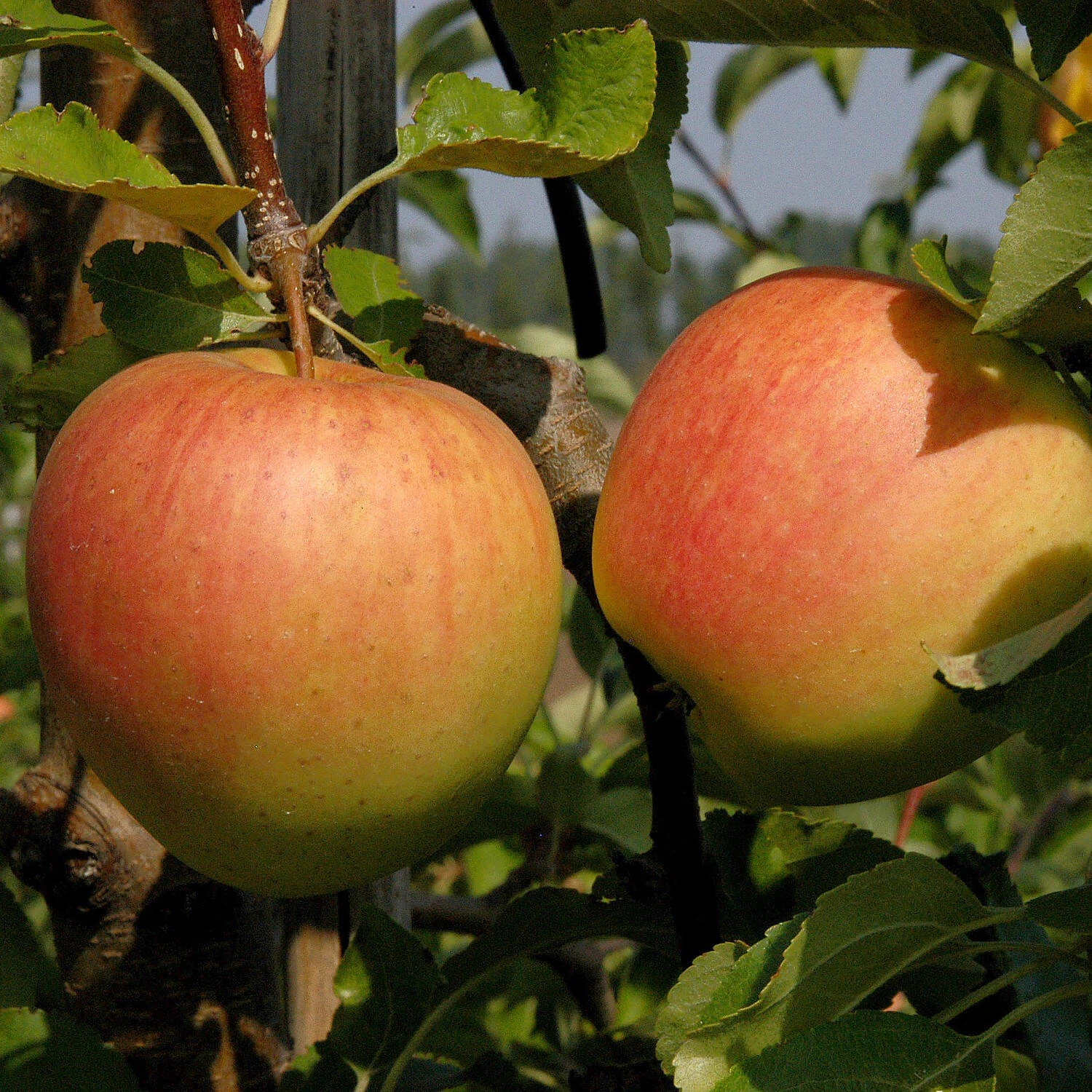 Malus Domestica 'Pinova' - Image 2