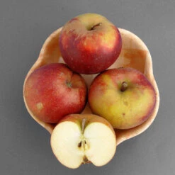 Malus Domestica 'Roter Boskoop'