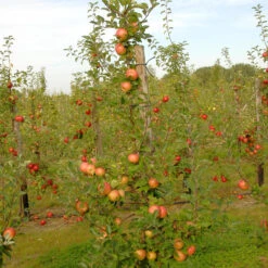 Malus Domestica 'Topaz'