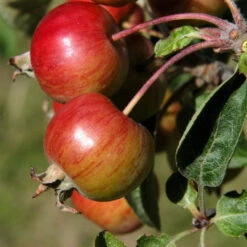 Malus Hybride 'Evereste'