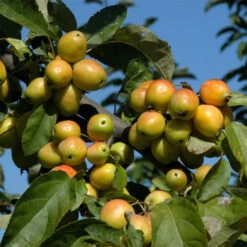 Malus Hybride 'Golden Hornet'