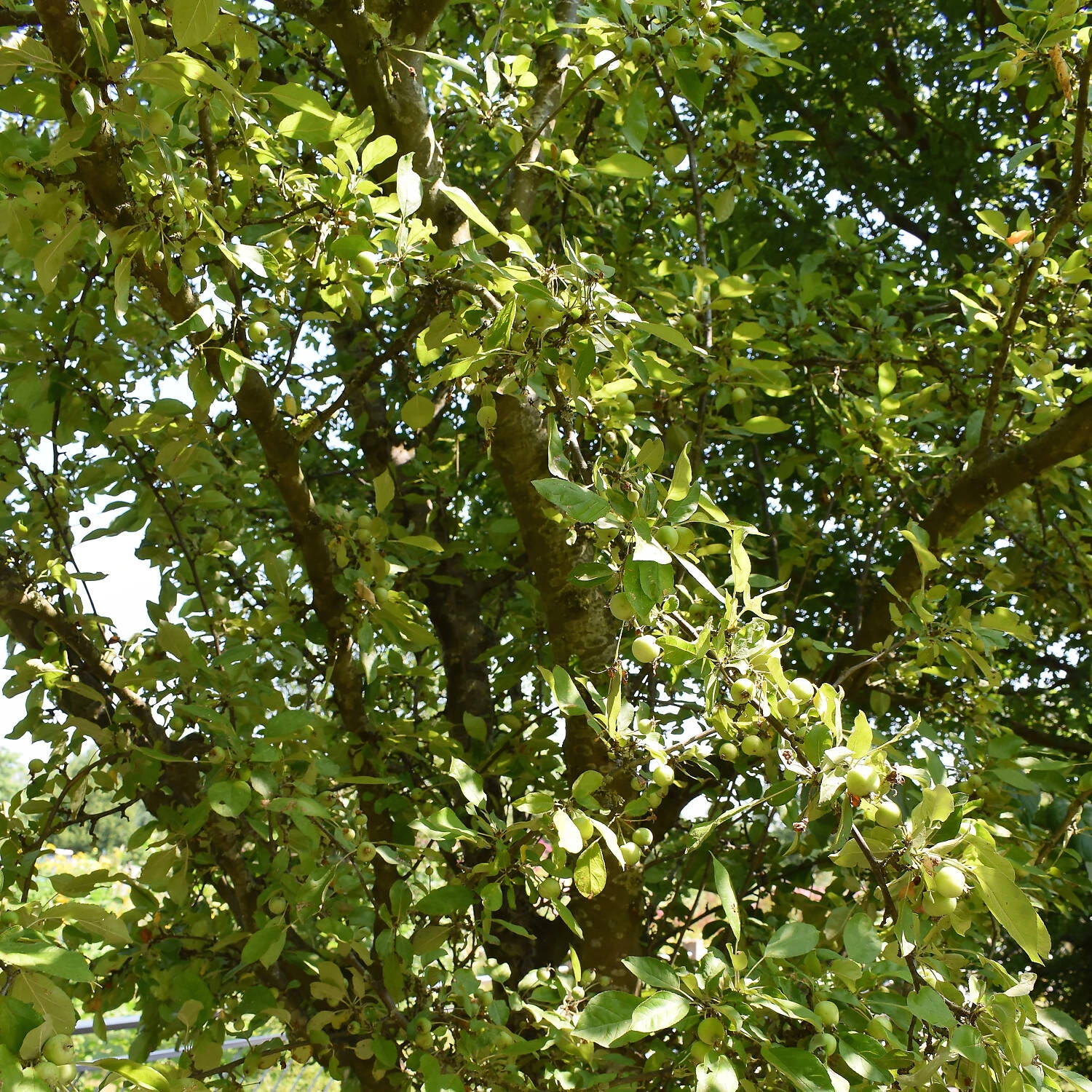 Malus Hybride 'Golden Hornet' - Image 2