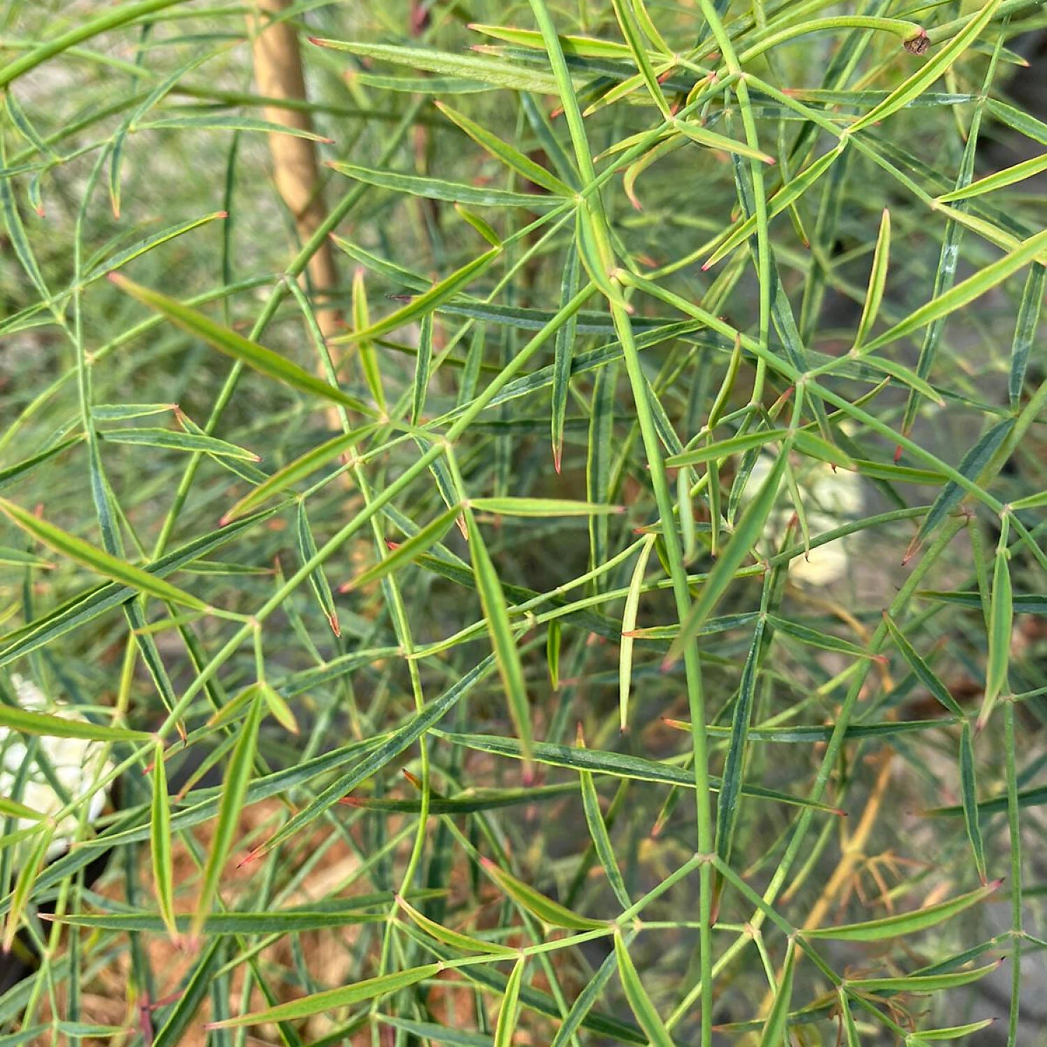 Nandina Domestica 'Filamentosa'
