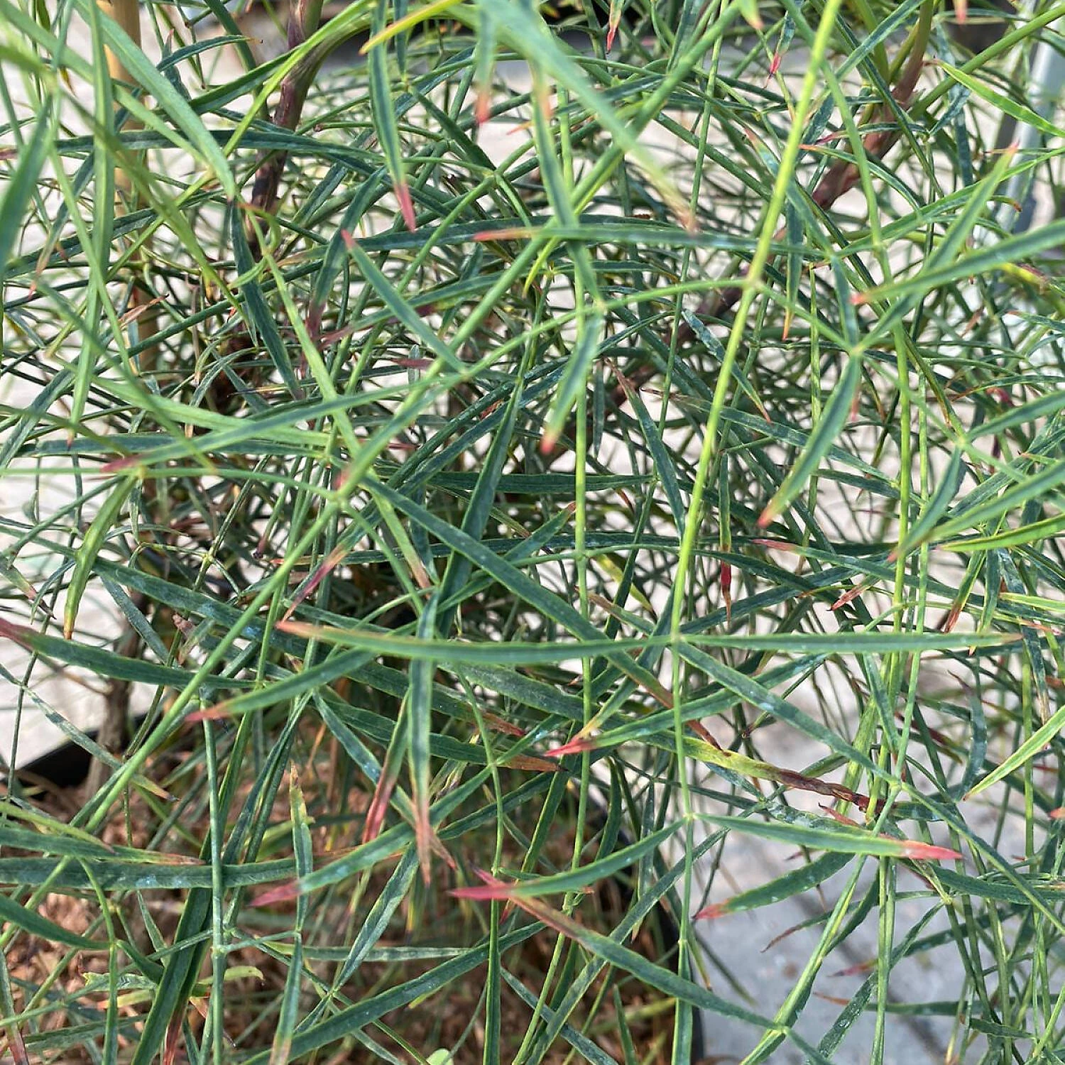 Nandina Domestica 'Filamentosa' - Image 2