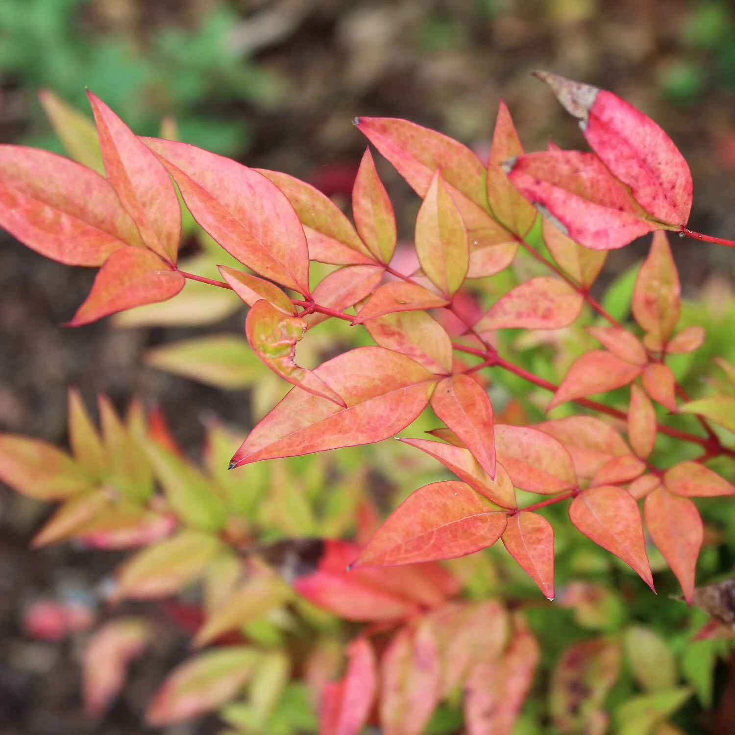 Nandina Domestica 'Flirt'