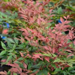 Nandina Domestica 'Obsessed'