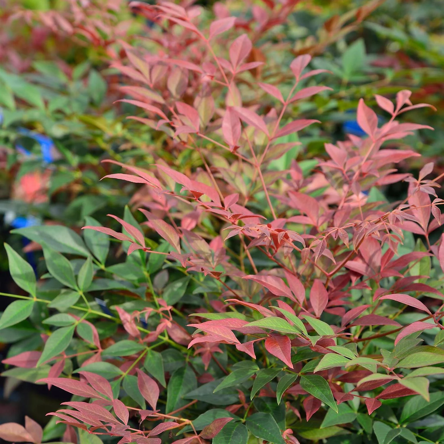 Nandina Domestica 'Obsessed'