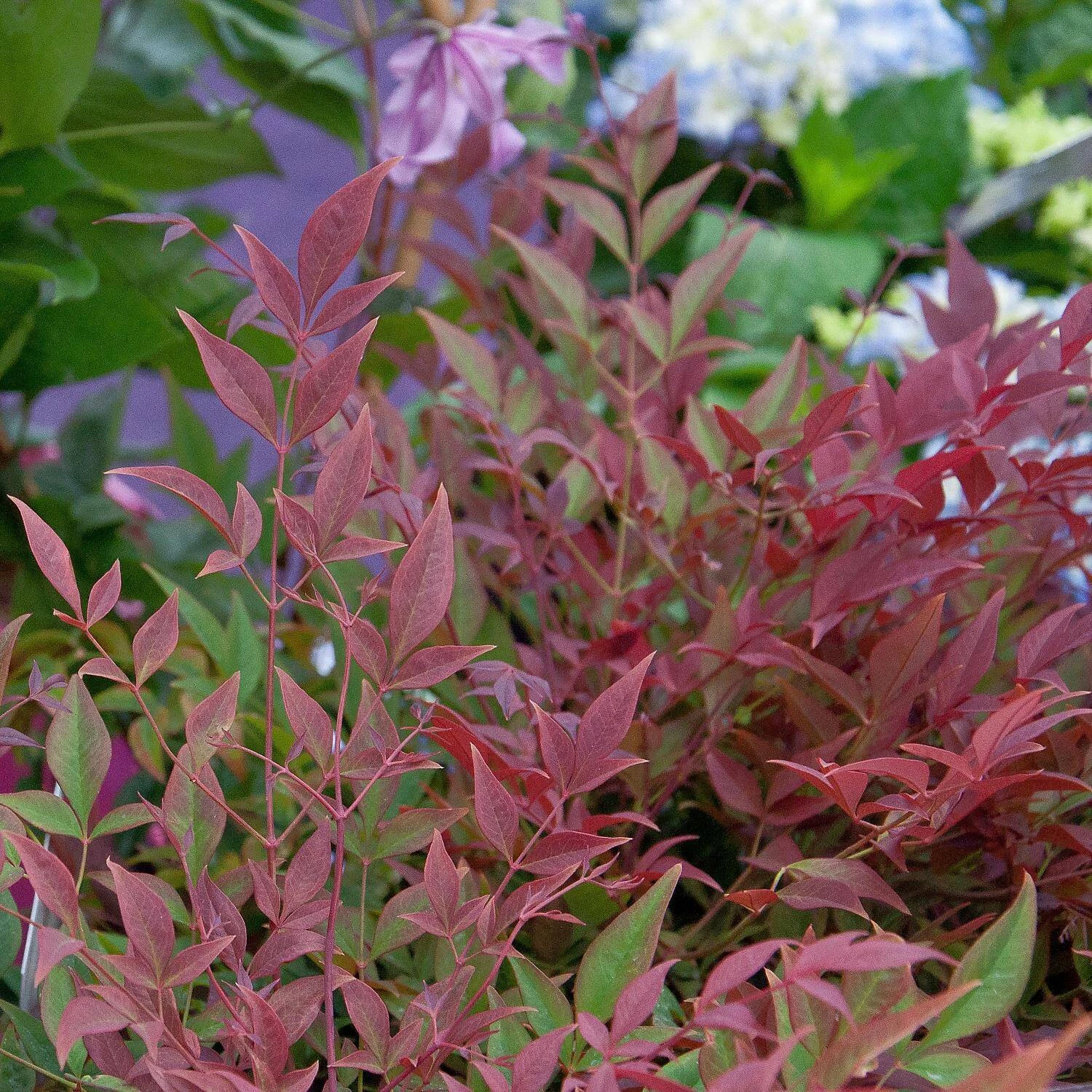Nandina Domestica 'Obsessed' - Image 2