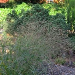 Panicum Virgatum 'Squaw'