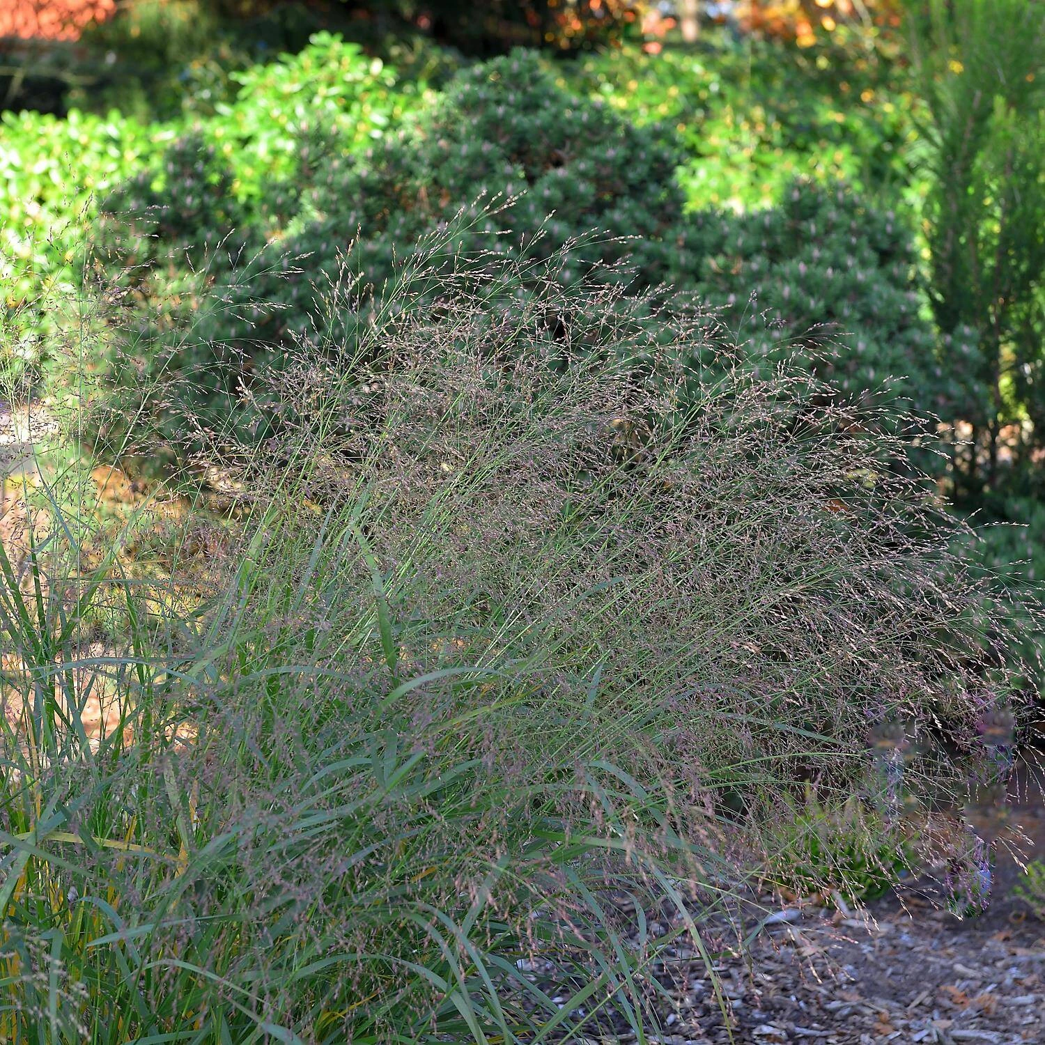 Panicum Virgatum 'Squaw'