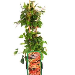 Parthenocissus Tricuspidata 'Veitchii'