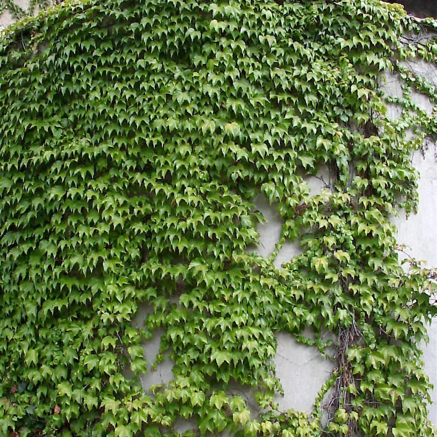 Parthenocissus Tricuspidata 'Veitchii' - Image 3