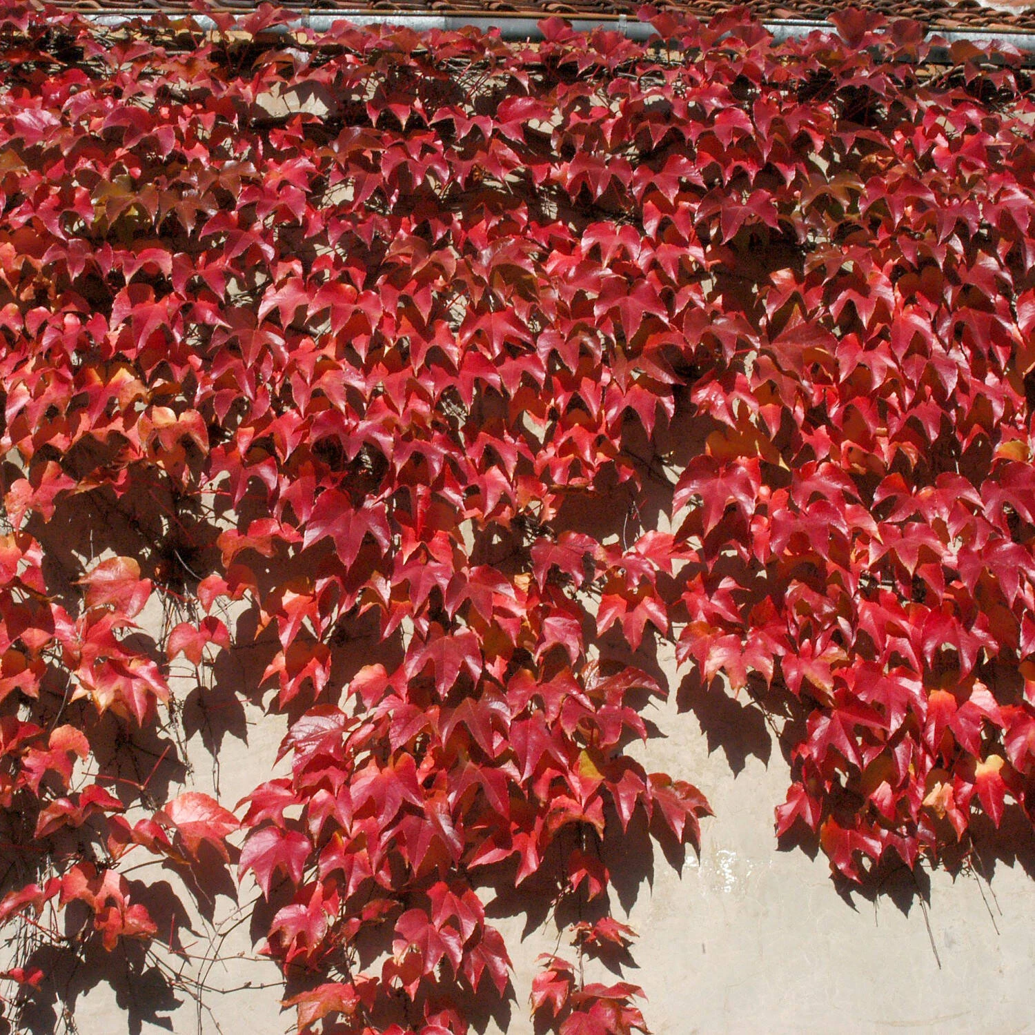 Parthenocissus Tricuspidata 'Veitchii' - Image 4