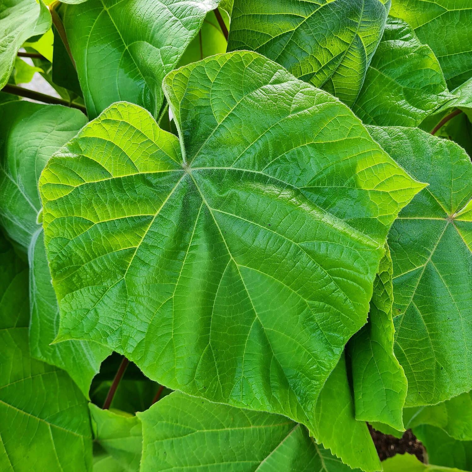 Paulownia Fortunei 'Fast Blue'