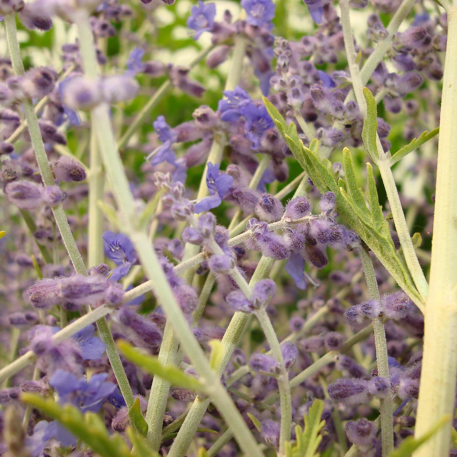Perovskia Atriplicifolia 'Blue Spire' (Salvia Yangii) - Image 2