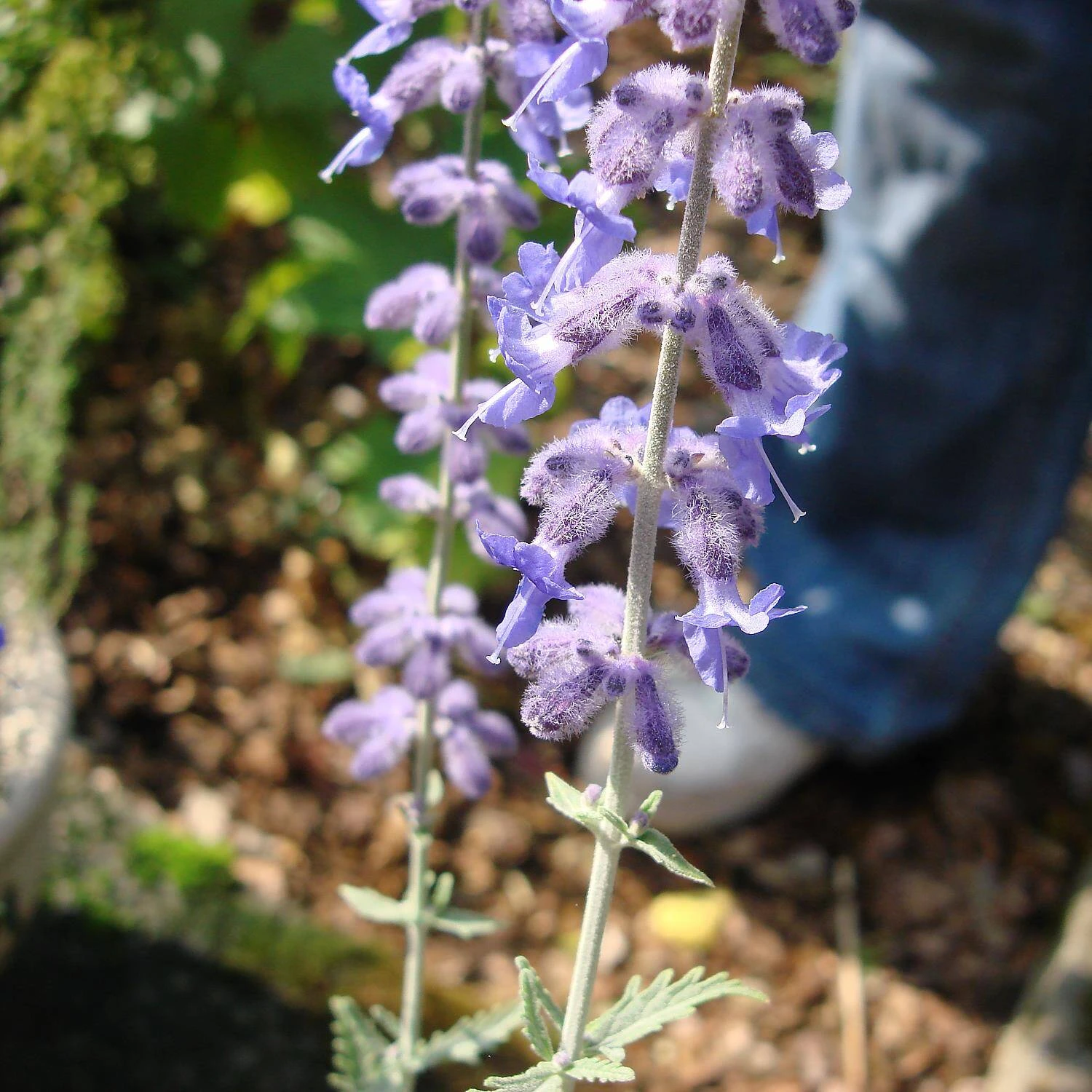 Perovskia Atriplicifolia 'Blue Spire' (Salvia Yangii) - Image 3