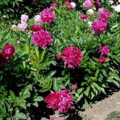 Paeonia Lactiflora 'Karl Rosenfield'
