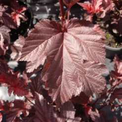 Physocarpus Opulifolius 'Lady In Red'