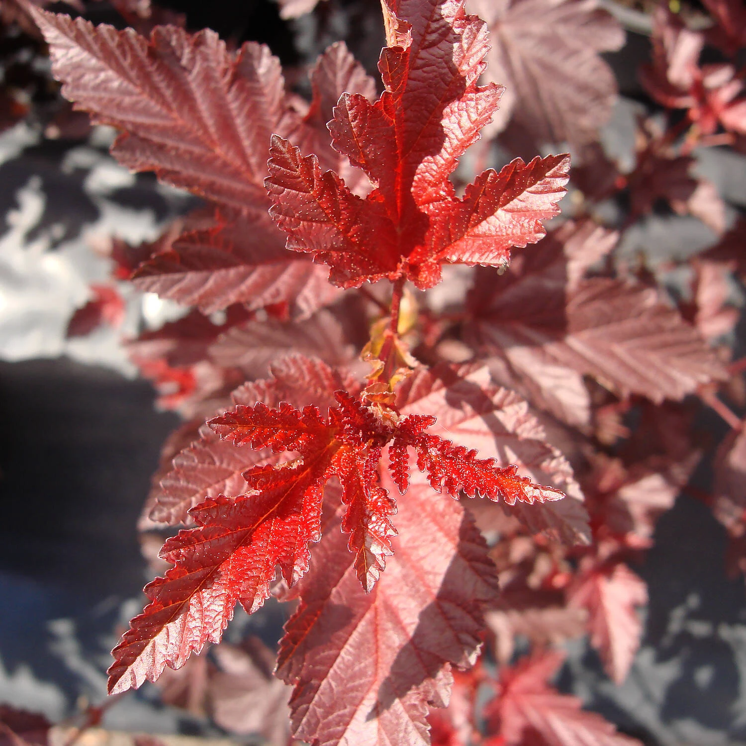 Physocarpus Opulifolius 'Lady In Red' - Image 2