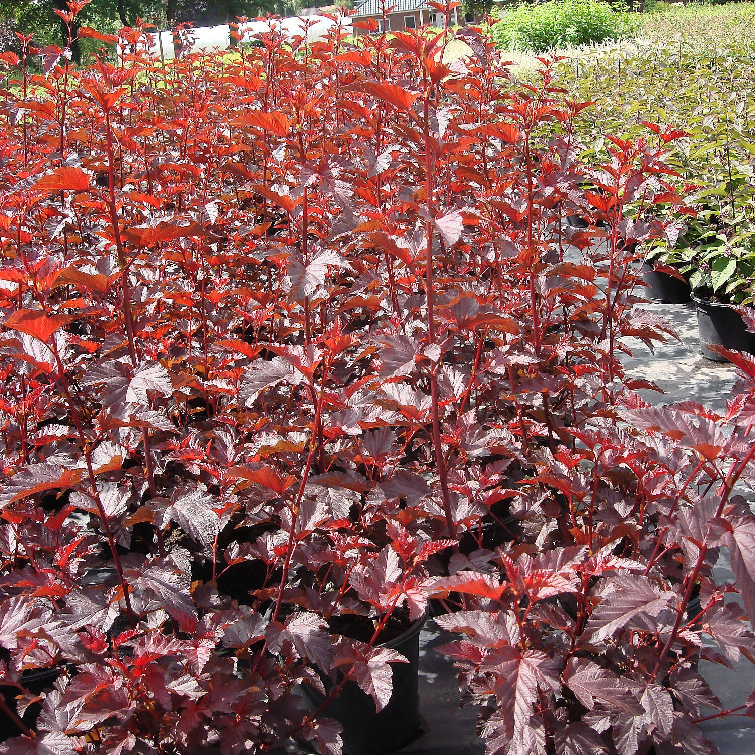 Physocarpus Opulifolius 'Lady In Red' - Image 3